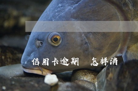 信用卡逾期 怎样消 信用卡逾期 怎样消